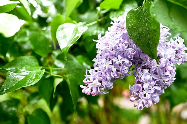 Photo blossoming branch of lilac after rain