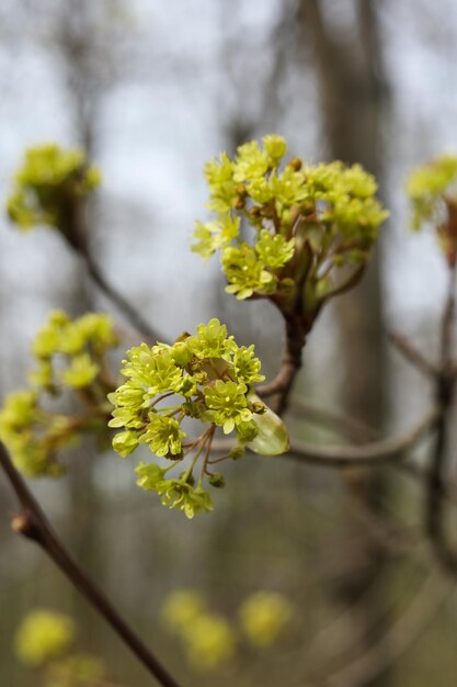 Photo blossoming branch of a maple in early spring closeup