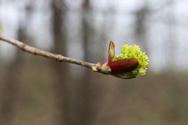 Blossoming branch of a maple in early spring closeup