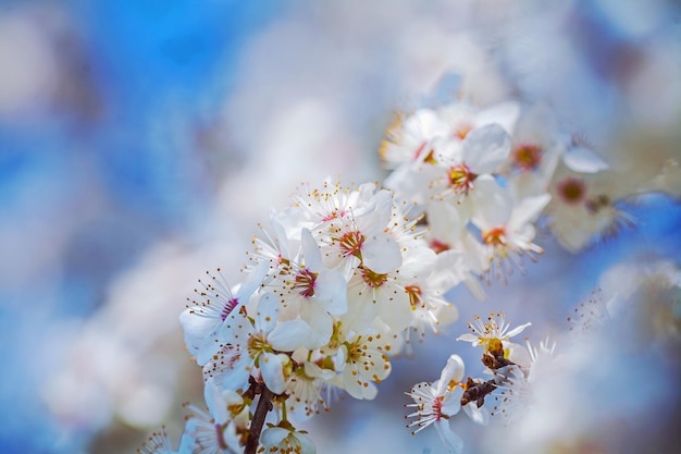ぼやけた明るい背景のinstagramの踏み越し段に桜の木の開花枝