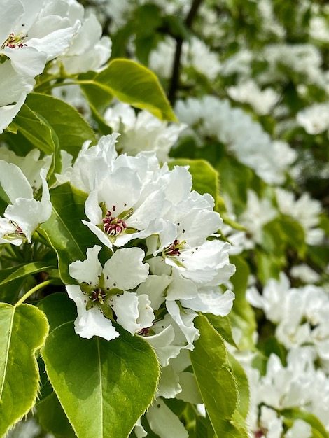 Blossoming branch of a pear tree with white flowers in spring