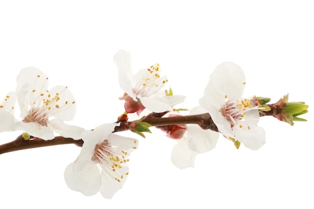 Blossoming branch on white background