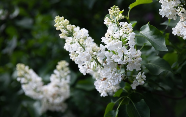 白いライラックの開花枝