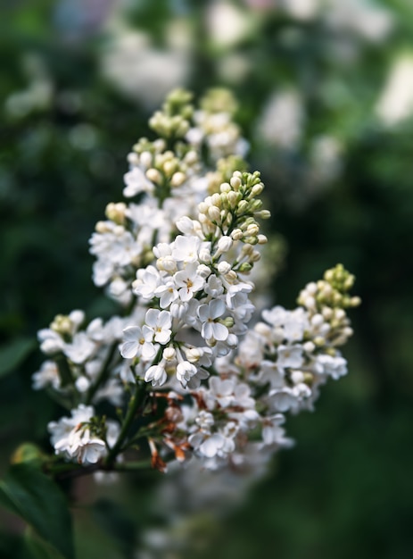 白いライラックの開花枝