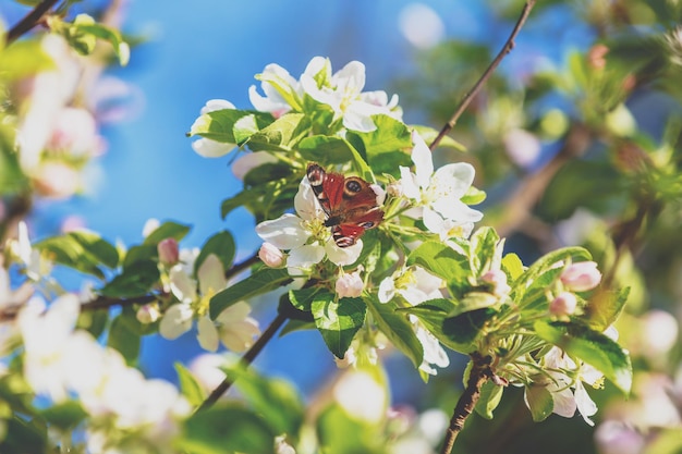 リンゴの開花枝。蝶はリンゴの花の上に座っています。春の自然背景