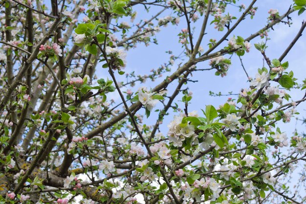 Blossoming branches of an apple tree