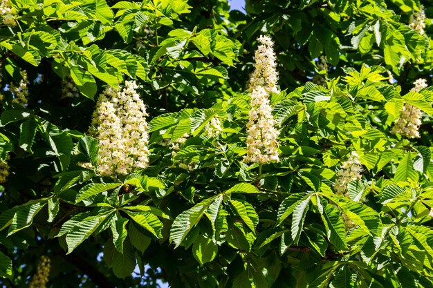 Blossoming branches of chestnut tree (Aesculus hippocastanum)