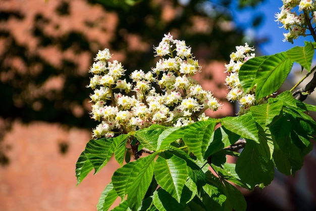 写真 栗の木の開花枝aesculushippocastanum