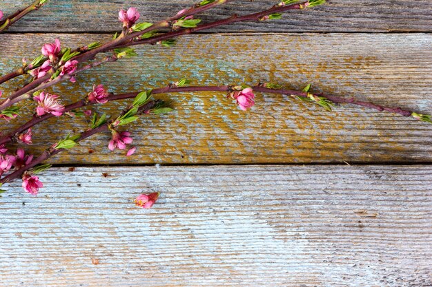 Photo the blossoming branches