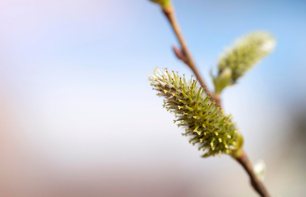 A blossoming bud on a branch in the sunlight with room for text A natural natural background