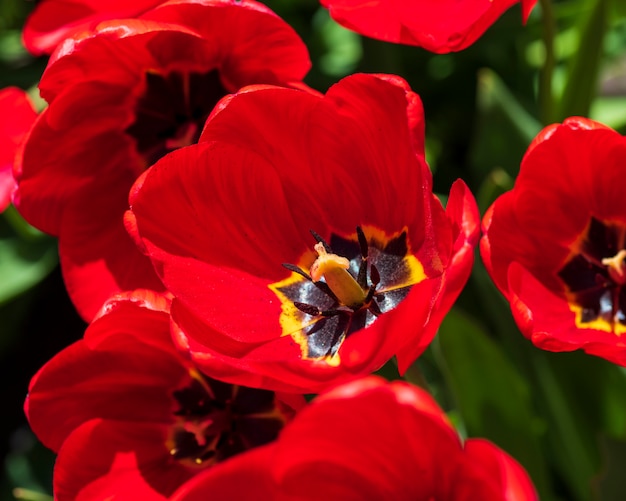 Blossoming bud of a red tulip with a yellow pestle