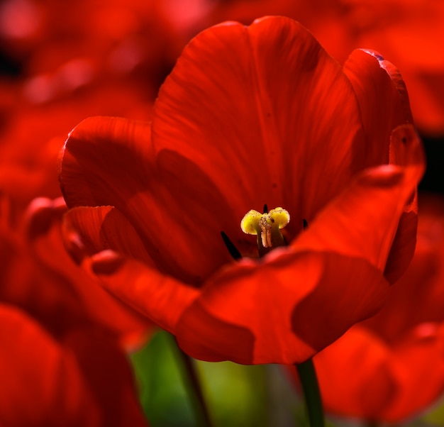 Цветущий бутон красного тюльпана с желтым пестиком