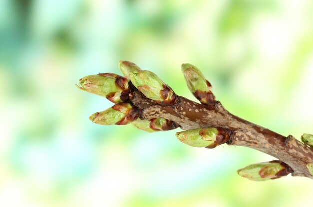 Blossoming buds on tree on bright background