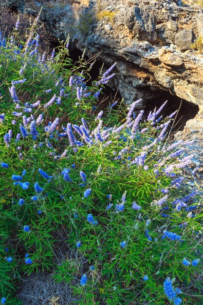 Blossoming bush near rock