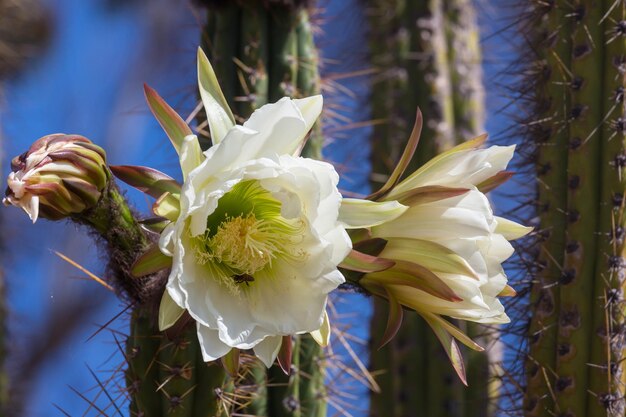 Blossoming cactus