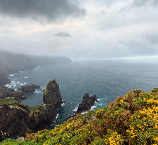 Blossoming Cape Ortegal Spain