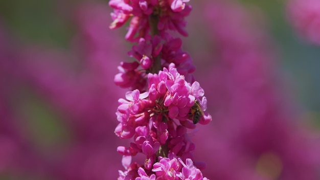 Photo blossoming cercis siliquastrum with bee cercis siliquastrum against blurred background close up