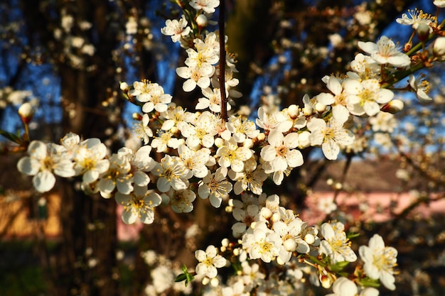 さくらんぼの開花甘いさくらんぼとバードチェリーゴールデンアワーの枝に美しい香りのよい白い花春の白い花が長く太い垂れ下がったブラシに集められます