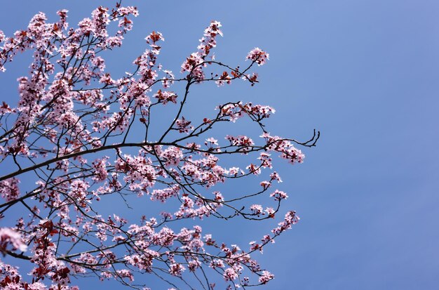 青空に咲く桜の枝