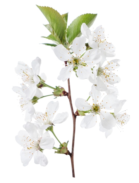 Blossoming cherry branch close-up on a white background. Isolated