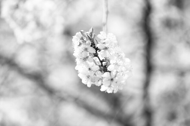 Blossoming cherry branch with white flowers on blurred background Spring season concept Blossom bloom flowering New life awakening Nature beauty environment