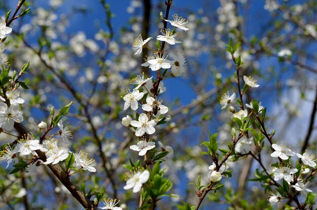 blossoming cherry branches against the blue sky