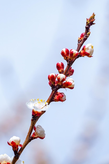 青い空の自然の季節の背景に対して春に桜の花が咲く