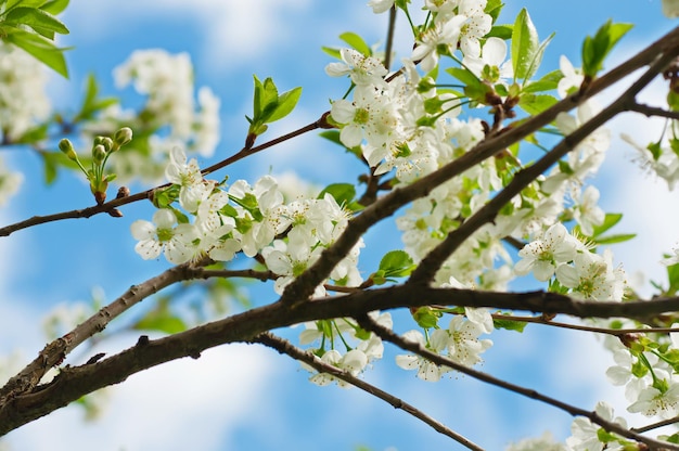 Photo blossoming of cherry flowers in spring time against blue sky