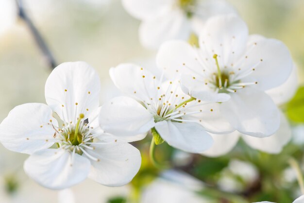 Blossoming of cherry flowers in spring time, natural seasonal floral background. Macro image