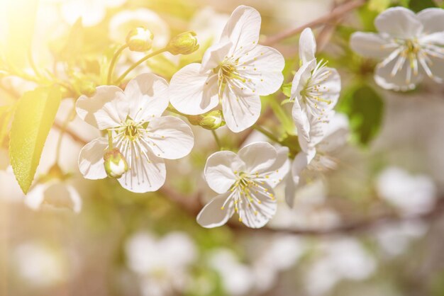 Blossoming of cherry flowers in spring time with green leaves and copyspace macro