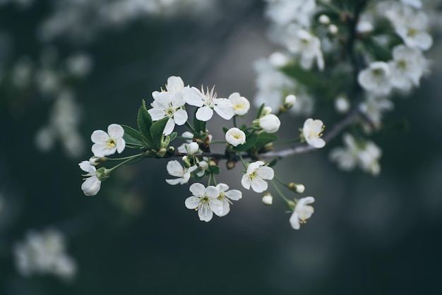 Blossoming of cherry flowers in spring time with green leaves and copyspace, natural seasonal floral background