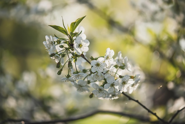 Blossoming of cherry flowers in spring time with green leaves and copyspace natural seasonal floral background