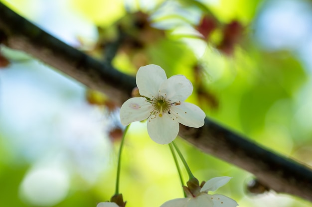 Sbocciare dei fiori della ciliegia in il tempo di primavera con le foglie verdi, la macro, struttura