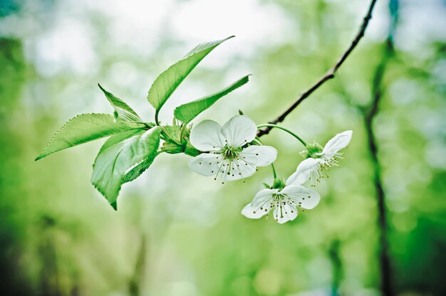 緑の葉と春の桜の花の開花マクロヴィンテージレトロ画像