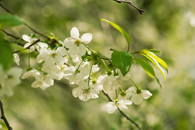 Blossoming of cherry flowers in spring time with green leaves macro