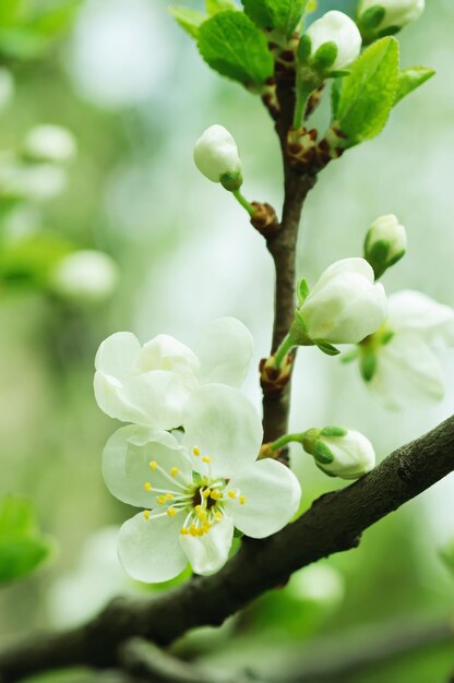 Blossoming of cherry flowers in spring time with green leaves macro