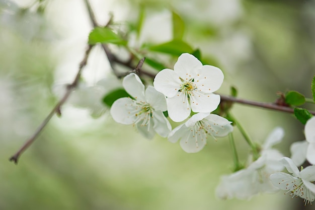Blossoming of cherry flowers in spring time with green leaves natural floral seasonal background