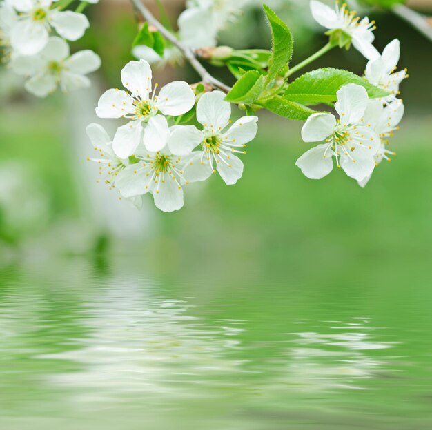 Blossoming of cherry flowers in spring time with green leaves and water reflection macro