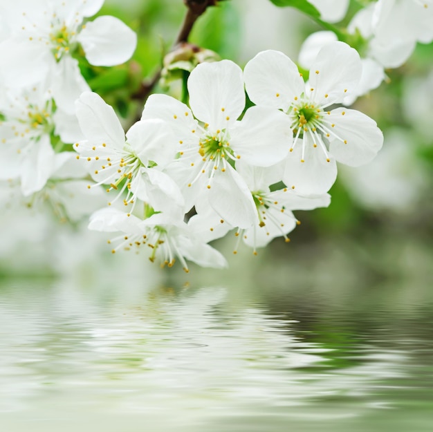 Blossoming of cherry flowers in spring time with green leaves and water reflection macro