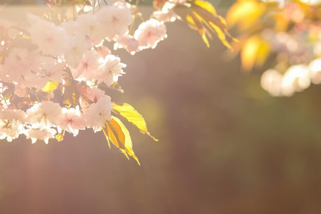 写真 太陽の下で咲く桜ぼやけた背景にピンクの桜の花咲く庭の晴れた朝コピー スペース