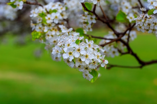Цветущая вишня Prunus avium, Украина, Восточная Европа