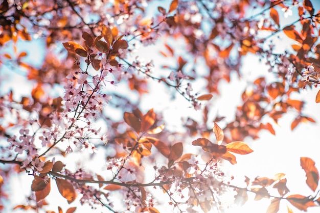 Blossoming cherry tree pink cherry blossoms on a branch in the garden on a spring day