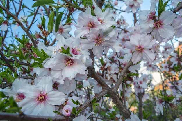 Blossoming cherry tree in spring