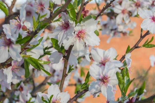 Blossoming cherry tree in spring