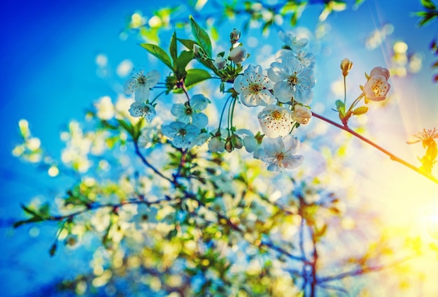 Blossoming of cherry tree and sunrise floral background instagram stile