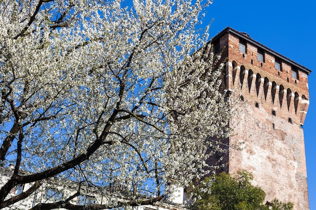 Photo blossoming cherry tree and torre di porta castello