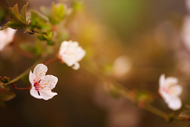 春春の背景に咲く桜