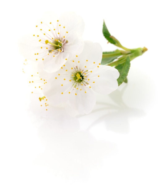 Blossoming an cherry on a white background