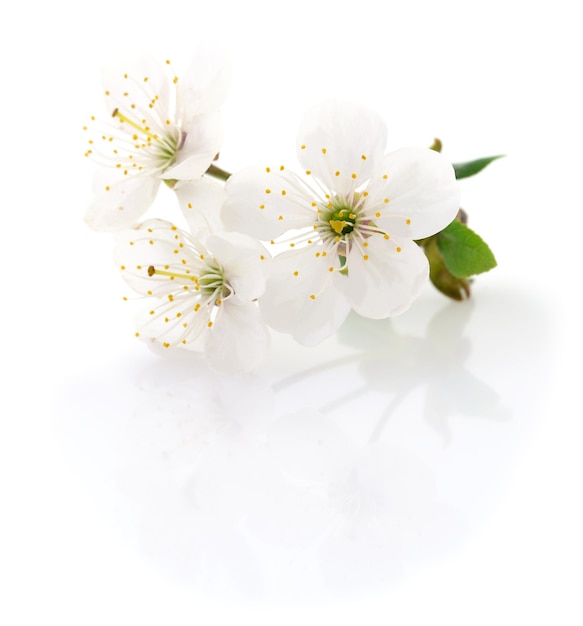白い背景に桜が咲く