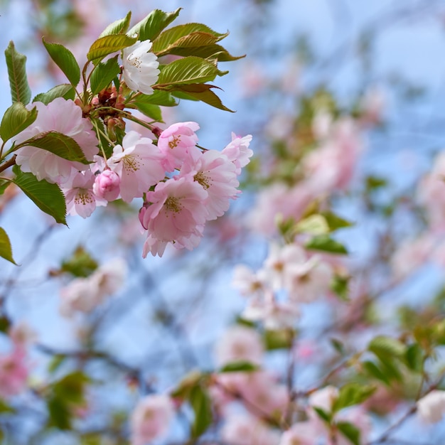 ぼやけた木々と空を背景に咲く桜。スペースをコピーします。